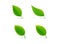 Leaf isolated green set vector illustration