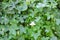 Leaf ivy gourd green wall and Water drop on leaf