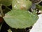 Leaf of jade plant full of water drops