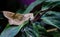 Leaf Katydid in the jungle costa ricas
