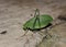 Leaf Katydids come out at night