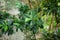 Leaf of laurel fig or chinese fig also known as ficus nitida compacta