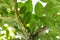 Leaf leaves of amorphopallus konjac also known as devils tongue from japan