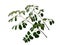 Leaf or Leaves Isolated on white background. Moringa oleifera leaves or drumstick tree.