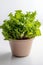 Leaf Lettuce Growing In White Pot On White Background. Generative AI
