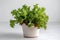 Leaf Lettuce Growing In White Pot On White Background. Generative AI