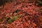 Leaf and light snow ground cover with contrasting red and white