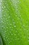 Leaf lily of the valley with drops of water on green background