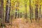 Leaf litter path in autumn forest