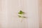 Leaf of lovage on wooden background