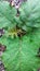 Leaf of the lulo fruit plant - Solanum quitoense, Close up.