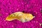 Leaf of a Malay rose apple tree (Syzygium malaccense ) over a  beautiful pink carpet of its flowers