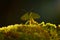 Leaf Mantid, Choeradodis rhombicollis, insect from Costa Rica. Beautiful evening backlight with wild animal.