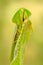 Leaf Mantid, Choeradodis rhombicollis, insect from Ecuador. Beautiful evening back light with wild animal. Widlife scene from natu