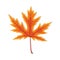 Leaf maple. Autumn leaves. Fall of orange leaf. Single red icon for september or october. Canadian tree. Yellow design decoration