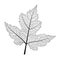 Leaf maple, isolated.