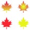 Leaf maple isolated background