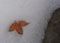 Leaf on Melting Snow