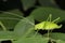 Leaf Mimicking Katydid, Tettigonia viridissima, Tettigoniidae, Pune