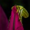 A leaf mimicking mantis