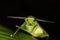 Leaf mimicking praying mantis mimic rainforest jungle