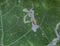 leaf miner larvae in Nasturtium leaf