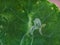 leaf miner larvae in Nasturtium leaf