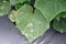 Leaf miner symptom on cucumber leaf