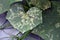 Leaf miner symptom on cucumber leaf