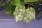 Leaf miner symptom on cucumber leaf