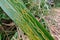 Leaf miner worm on plant leaf