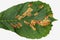 Leaf mines on horse chestnut leaf