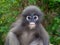 Leaf monkey in Thailand