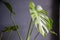 Leaf of Monstera deliciosa in door plants