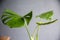 Leaf of Monstera deliciosa in door plants