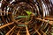 Leaf of morning glory insert in roll of rusty steel wire mesh