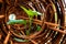 Leaf of morning glory insert in roll of rusty steel wire mesh