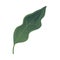 Leaf nature greenery foliage icon over white background