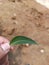 Leaf of neem plant held in hand of a man with blur background. Neem has many medical benefits.