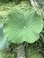Leaf of Nelumbo nucifera or Indian lotus or Sacred lotus or Lotus flower.