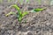 leaf of new maize growing in the dirt of a field
