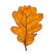 Leaf of oak tree, deciduous shrubbery, tree with dense crown.