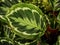 Leaf OfnA Prayer Plant Or Maranta Species