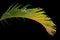Leaf palm, coconut foliage green isolated black background. Clip