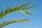 Leaf Palm sunday concept: Leaves frame of coconut branches with cloudy blue sky background