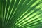 Leaf of palm Washingtonia robusta