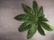 Leaf pattern. Popular plant in interior design, Green tropical leaves on gray concrete background. Summer concept. Flat lay, top