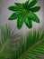 Leaf pattern. Popular plant in interior design, Green tropical leaves on gray concrete background. Summer concept. Flat lay, top