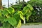 The leaf of Paulownia elongata in the garden