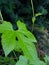 Leaf photography with dark background